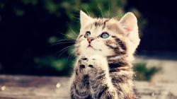 User Profile: shortlittlekitten