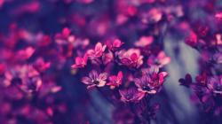 User Profile: Flowerful