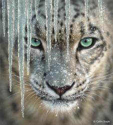 User Profile: TigerPrincess