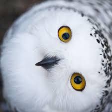 User Profile: FlyingOwlInTheNight