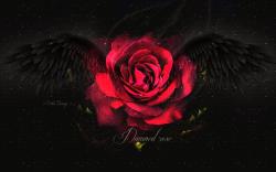 User Profile: FaithlessRose