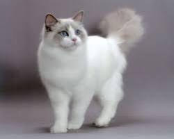 User Profile: marchingcats1