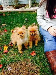 User Profile: compassionateIdea4012