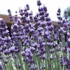 User Profile: lavenderWhispers