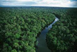 User Profile: AmazonJungle