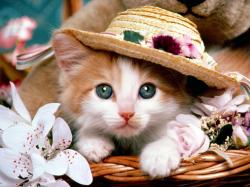 User Profile: peachSpring6474