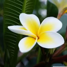 User Profile: frangipaniflower