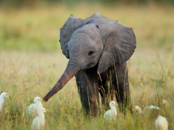User Profile: TheBabyElephant