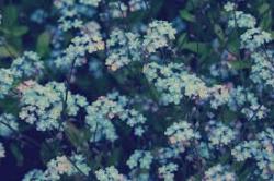 User Profile: melancholicswift