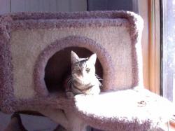 User Profile: braveKitten4951