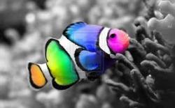 User Profile: lovingfish