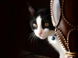User Profile: hellokitty77