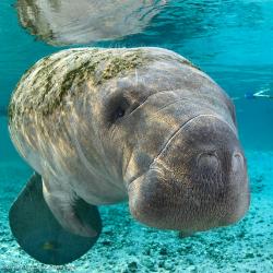 User Profile: Manatee