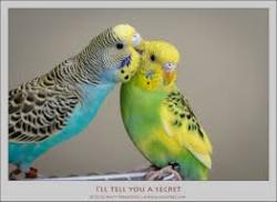 User Profile: NervousBudgie23
