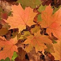 User Profile: OrangeLeaves