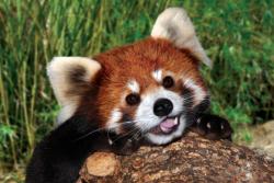 User Profile: redpanda101