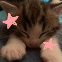 User Profile: YummyCookies