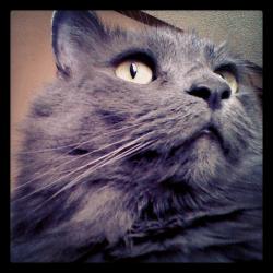 User Profile: ghostblanket