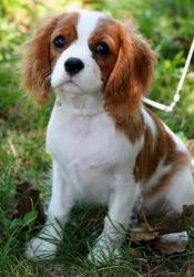 User Profile: Floofypuppy31