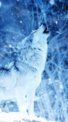 User Profile: SnowWolf81