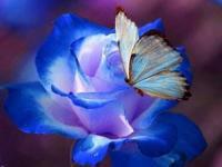 User Profile: PeacefulHeartFlower
