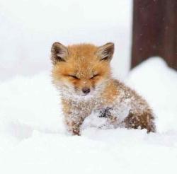 User Profile: inventivefoxboy