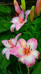 User Profile: peachNectarine4679