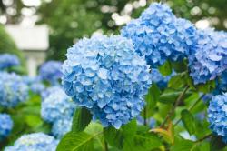 User Profile: blueWillow355
