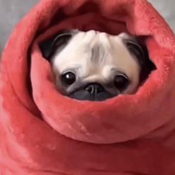 User Profile: puggito
