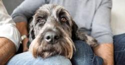 User Profile: gentleDog226