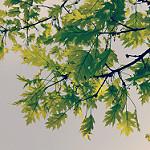User Profile: rustlingtrees