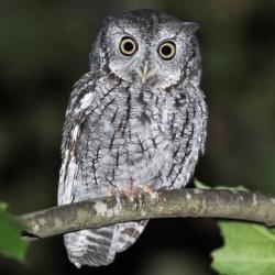 User Profile: Night777Owl