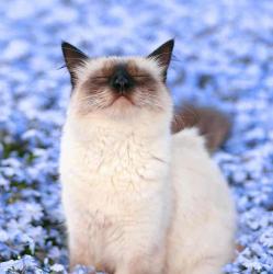 User Profile: lovelylilies12946