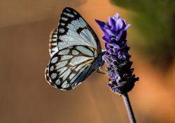 User Profile: LavenderDaily