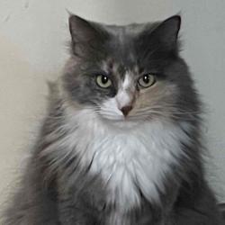 User Profile: purpleBeechwood3310
