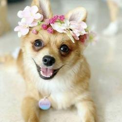 User Profile: angelcorexoxo