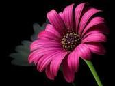User Profile: unassumingTree9729