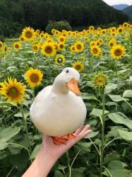 User Profile: YarnChicken