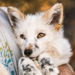 User Profile: FoxesareCool