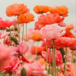 User Profile: plantladyburg