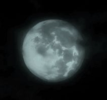 User Profile: reliableimpala