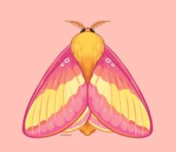 User Profile: charmingsakura