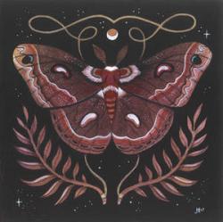 User Profile: ShyCecropia