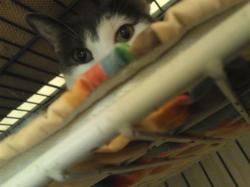 User Profile: KattNeroba