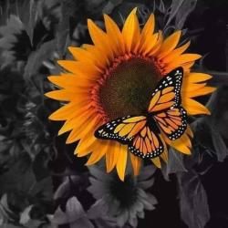 User Profile: optimisticpatient9779