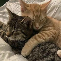 User Profile: tabbyshade