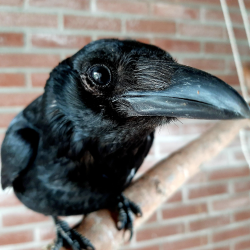 User Profile: commoncorvus