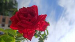User Profile: intelligentBlackberry1498