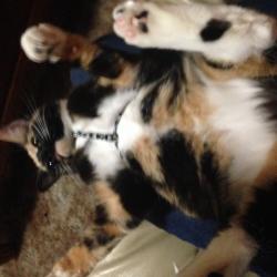 User Profile: wittyStrings7179