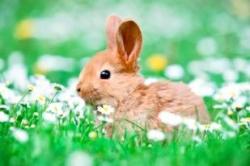 User Profile: SleeperBunny